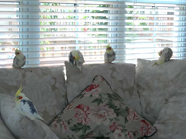 Birds Invade Gail's Couch